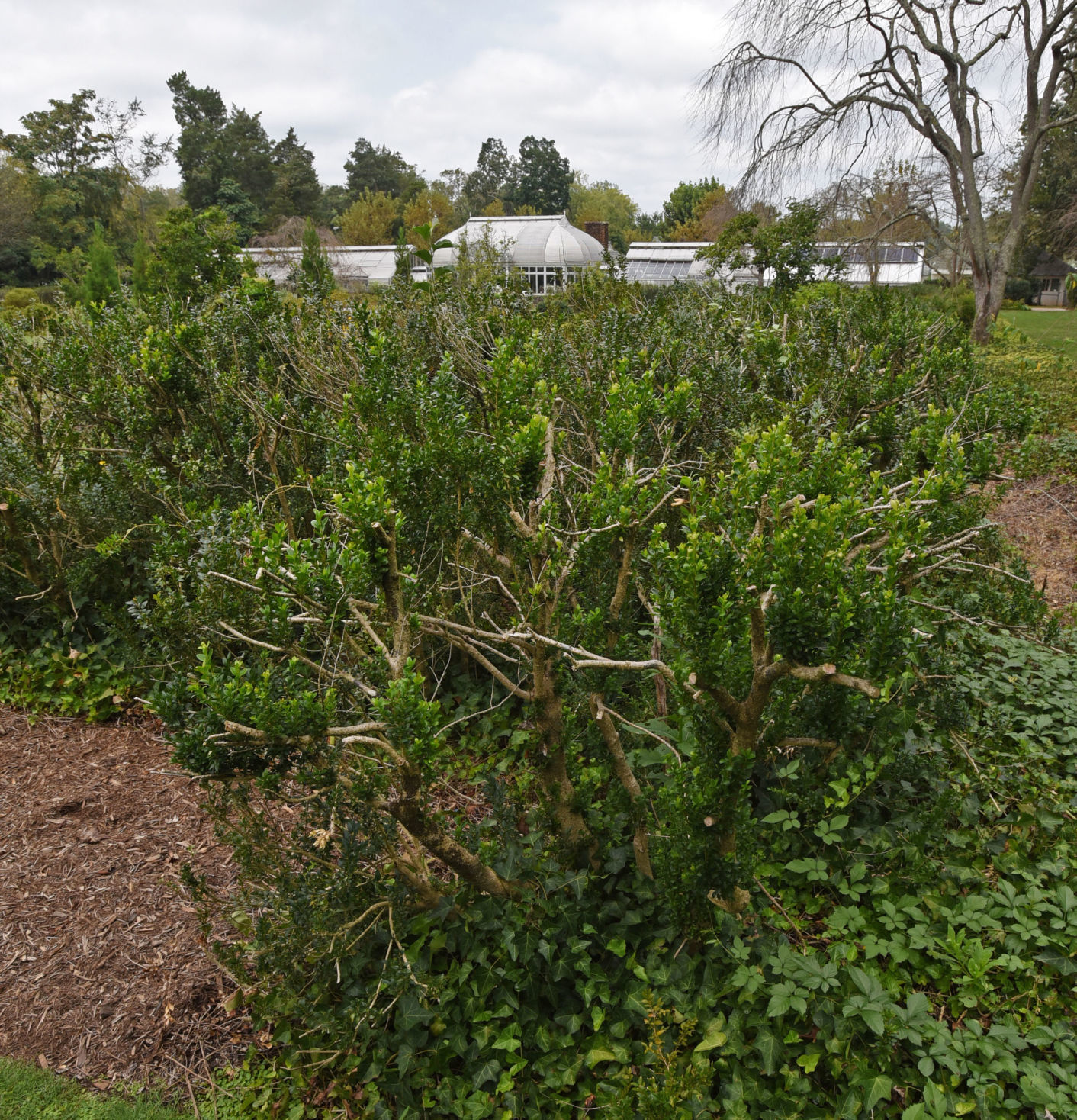 Reynolda Boxwoods